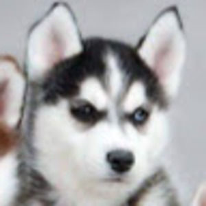 Meet your Posher, Sadie